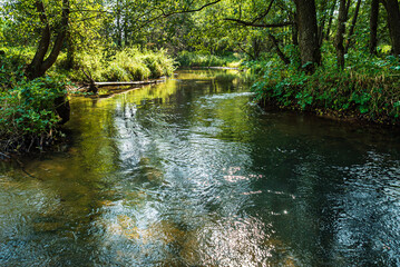 small river in the forest