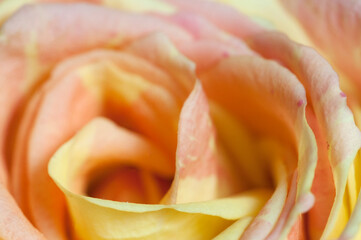 Fototapeta na wymiar Rose flower fragment macro shot