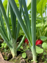 Fresh green onions and pink radishes grow in the garden bed. Close-up. Garden and vegetable garden concept.