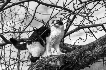 A beautiful adult young black and white cat with big eyes scrambles on a tree