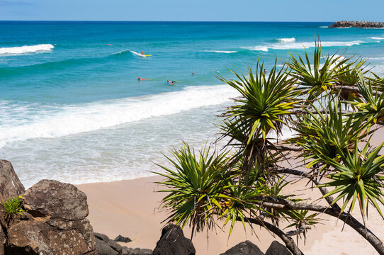 Looking down from rocks and Pandanus Palm Tree to swimmers on Ballina Head Beach 