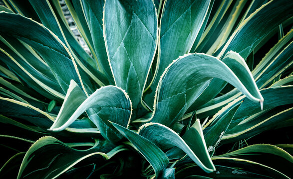 Close up of verigated Agave