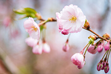 Fototapeta na wymiar cherry blossom in the garden