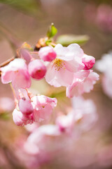 Naklejka na ściany i meble cherry blossom in the garden