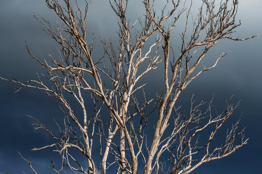 Sunlight on bare branches of gumtree against stormy sky