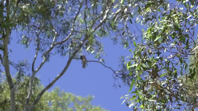 Outdoor nature bird in background blurry tree in foreground Australia fauna