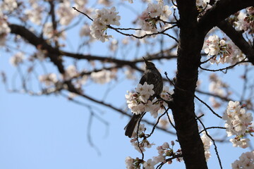 春の公園に咲くソメイヨシノのサクラの枝に止まるヒヨドリ