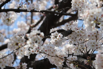 春の公園に咲くソメイヨシノのサクラの枝に止まるヒヨドリ