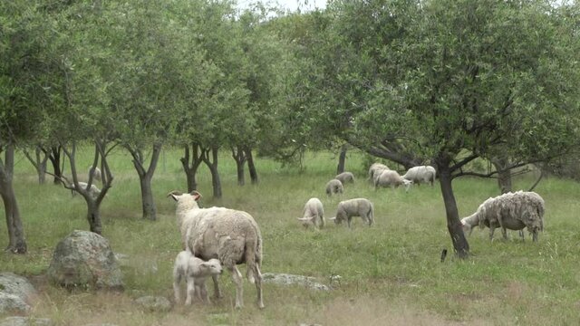On natural open farm wildlife lamb suckling on teet on mother sheep