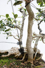 Closeup of beautiful Bonsai trees with white background