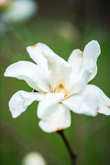 magnolia in the spring garden