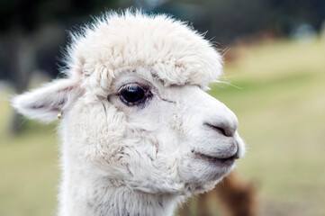 White Alpaca