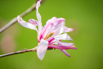 magnolia in the spring garden