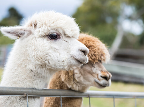 White Alpaca and white and tan Alpaca