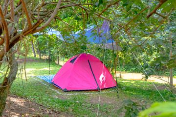 Morning sunlight a pink tent at camping area under a big treein in forest, holiday,Camping