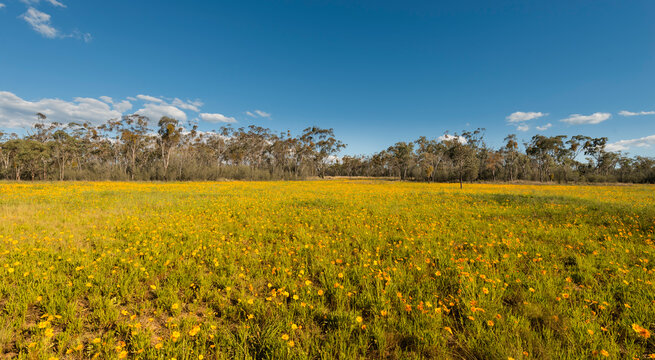 Field Of Yellow Flowers With Australian Native Bush In The Background