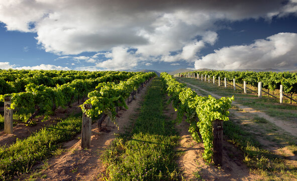 Looking down rows of gapevines in late afternoon light and stormy sky