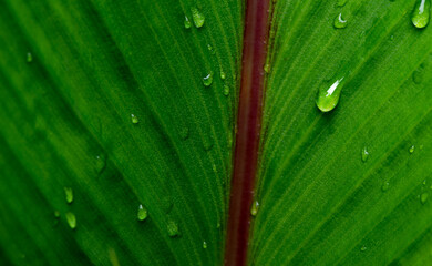 close-up water drop on lush green foliage after rainning.