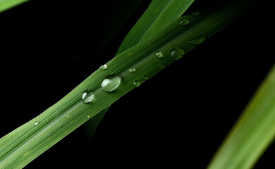 close-up water drop on lush green foliage after rainning.