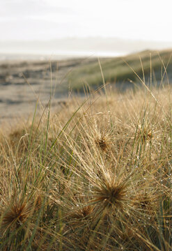 Beachscape