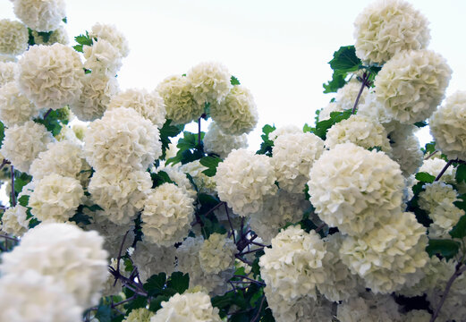 Flowering snowball tree