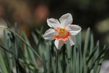 春の庭に咲くラッパズイセンの花