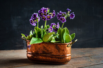 purple primrose in the pot