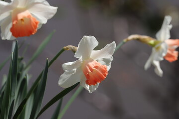 春の庭に咲くラッパズイセンの花