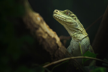 Philippine sailfin lizard (Hydrosaurus pustulatus) close up portrait