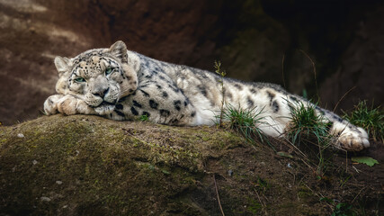Snow leopard (Panthera uncia) rest on the rock © Tomas Hejlek