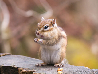 Naklejka na ściany i meble A cute chipmunk meal that fills your mouth on a stump