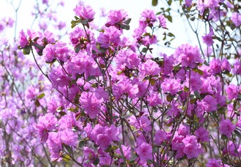 Rhododendron mucronulatum growing in Far East of Russia in spring