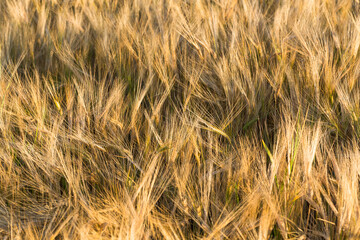 Rye field