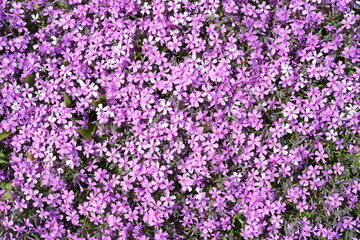 Obraz premium Phlox subulata (creeping phlox) flowers growing in Far East of Russia