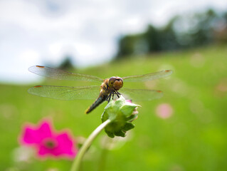 Dragonflies perching on buds and bright flowers