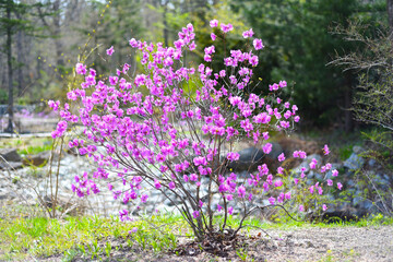 Rhododendron mucronulatum growing in Far East of Russia in spring © Tatiana