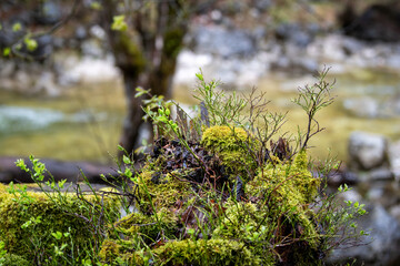 Moos- und Pflanzenbewachsener Baumstumpf an einem Gebirgsbach 