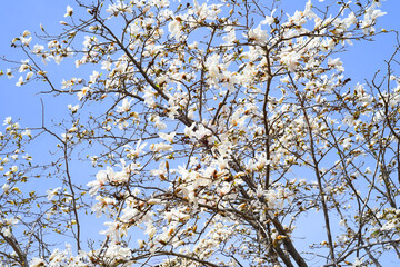 Magnolia kobus (mokryeon) blossoming in Far East of Russia in spring