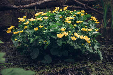 Shrub of yellow flowers and green leaves belonging to the marsh-marigold plant blooming in flooded swamps and enjoys moist and wet soil. Caltha palustris in the Czech floodplain forests