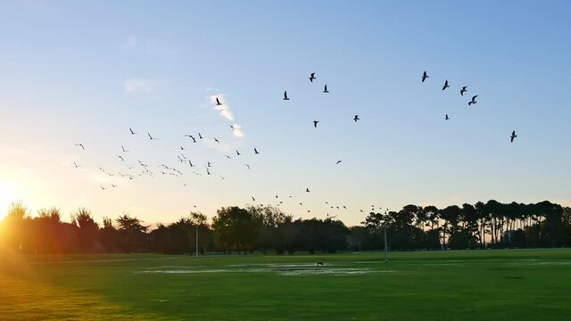 Under the moning sunlight, a dog is running on the green grass, and a group of birds are travelling freely in the sky