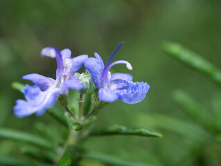Pretty flowers of rosemary after the rain
