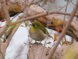Pretty white-eye resting on a branch