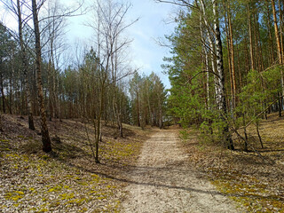 Leśna droga w wiosennym słońcu.