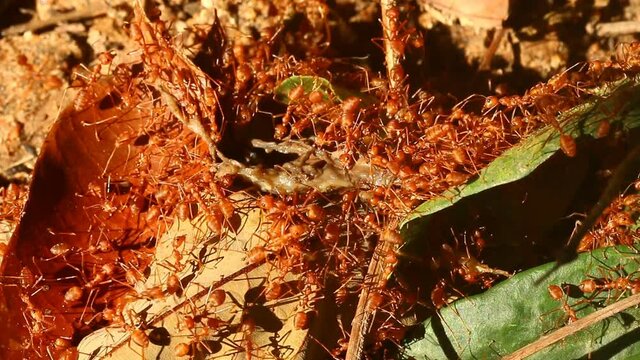 Ants biting pray on the leaf , out door Chiangmai Thailand