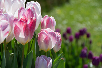 pink and white flower in the garden