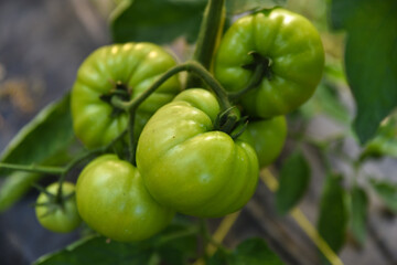 Close-up Of Green Tomatoes Growing On Plant, Green tomatoes are not ripe on the branch, Green tomatoes growing on branch