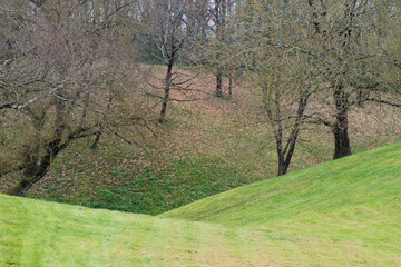 Obraz premium Terrain vallonné avec une partie boisée et une partie en pelouse