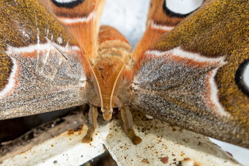 Close up portrait macro of the Giant Atlas Moth, Attacus Atlas. 