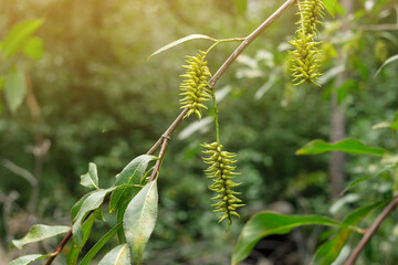 Bloom of hanging earrings on willow tree branches under sunlight, nature blooming season, closeup of Salix caprea seeds - obrazy, fototapety, plakaty