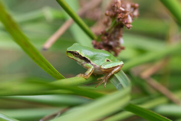 Hyla arborea juvenile on the edge of a pond